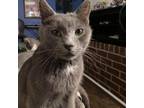 Adopt Merry a Gray or Blue Domestic Shorthair / Mixed cat in Franklin