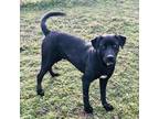 Adopt Frank a Black Labrador Retriever / Mixed dog in Huntsville, AL (33667251)
