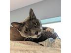 Adopt Smokey a Gray or Blue (Mostly) Domestic Shorthair (short coat) cat in Lake