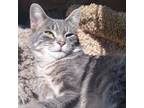Adopt Honeybun - Foster a Gray or Blue Domestic Shorthair / Mixed cat in Walker