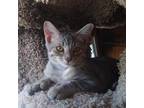 Adopt Leon a Gray or Blue Domestic Shorthair / Mixed cat in Walker
