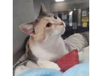 Adopt Glenda a Calico or Dilute Calico Domestic Shorthair / Mixed cat in Walker