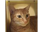 Adopt Marigold a Orange or Red Tabby Domestic Shorthair (short coat) cat in