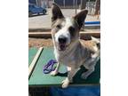 Adopt WOLF a Gray/Silver/Salt & Pepper - with White Akita / Husky / Mixed dog in