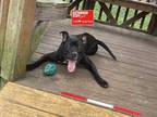 Adopt DENALI a Black American Pit Bull Terrier / Mixed dog in Charlotte