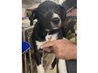Adopt Scooby meet 1/21 a Black - with White Hound (Unknown Type) / Mixed dog in