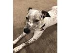 Adopt Cherry a White - with Black Pointer / Australian Cattle Dog / Mixed dog in