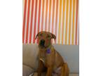 Adopt Carmen a Red/Golden/Orange/Chestnut Labrador Retriever / Shepherd (Unknown