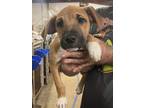 Adopt Shelly meet me1/21 a Tricolor (Tan/Brown & Black & White) Hound (Unknown