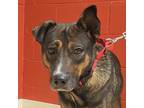 Adopt Keely a Black - with Brown, Red, Golden, Orange or Chestnut Mixed Breed
