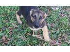 Adopt Amber-Sweet Puppy SPAY CONTRACT a Black - with Tan