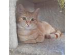 Adopt Bisque a Orange or Red Domestic Shorthair / Mixed cat in Albert Lea