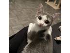 Adopt Mirielle a White Domestic Shorthair / Mixed cat in Albert Lea