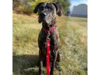 Adopt Mika a Brindle Mixed Breed (Large) / Mixed dog in Shawnee, KS (33666882)