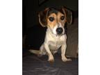 Adopt Jack a Tricolor (Tan/Brown & Black & White) Beagle / Mixed dog in Clifton