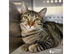 Adopt GORDA a Brown Tabby Domestic Shorthair (short coat) cat in Tucson