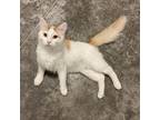 Adopt Barnabas a White Domestic Longhair / Mixed cat in Albert Lea