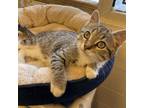 Adopt Perry a Gray or Blue Domestic Shorthair / Mixed cat in Albert Lea