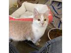 Adopt Chase a Tan or Fawn Tabby Domestic Shorthair / Mixed cat in Albert Lea