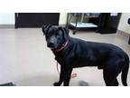 Adopt SPADE a Black - with White Labrador Retriever / Mixed dog in Cookeville