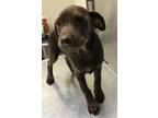 Adopt 12123 a Labrador Retriever / Mixed dog in Covington, GA (33666756)