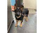 Adopt Caspian a German Shepherd Dog / Mixed dog in Troy, VA (33666722)