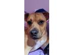 Adopt Katara a Tan/Yellow/Fawn Terrier (Unknown Type, Medium) / Mixed dog in