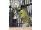 Adopt a Green Parakeet - Other