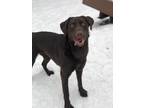 Adopt Samantha (bonded With Savannah) a Labrador Retriever / Mixed dog in