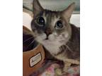 Adopt Bernard a Domestic Shorthair / Mixed cat in Birdsboro, PA (33666665)