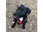 Adopt Zachary a Pointer / Mixed Breed (Large) / Mixed dog in Santa Rosa