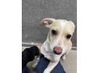 Adopt Maple a White Terrier (Unknown Type, Small) / Mixed dog in Madera