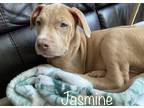 Adopt Jasmine a Cane Corso / Pit Bull Terrier dog in Buffalo, NY (33666556)