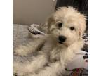 Adopt Willow a White - with Tan, Yellow or Fawn Golden Retriever / Poodle