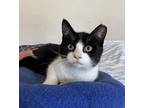 Adopt Muni a Black & White or Tuxedo Domestic Shorthair / Mixed (short coat) cat