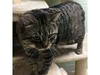 Adopt Ham a Gray or Blue Domestic Shorthair / Mixed cat in Crookston