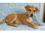Adopt Mike a Tan/Yellow/Fawn Pointer / German Shepherd Dog / Mixed dog in Morton
