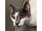 Adopt Polly a White Domestic Shorthair / Mixed cat in Crookston, MN (33666394)