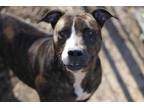 Adopt Roxanne a Brown/Chocolate American Pit Bull Terrier / Mixed dog in