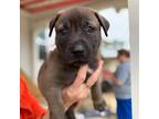 Adopt Cleo a Black Labrador Retriever / Mixed dog in FREEPORT, FL (33666216)