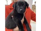 Adopt Chloe a Black Labrador Retriever / Mixed dog in FREEPORT, FL (33666215)