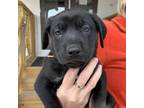 Adopt Chelsea a Black Labrador Retriever / Mixed dog in FREEPORT, FL (33666210)