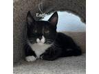 Adopt Eagle McMeow a Black & White or Tuxedo Domestic Shorthair (short coat) cat
