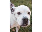Adopt Eric a Gray/Blue/Silver/Salt & Pepper American Pit Bull Terrier / Mixed