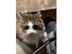 Adopt Berlioz a Calico or Dilute Calico Domestic Longhair / Mixed (long coat)