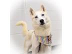 Adopt Hottie a White Husky / Mixed dog in Midwest City, OK (33666091)