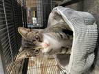 Adopt Breen a Brown Tabby Domestic Shorthair / Mixed (short coat) cat in