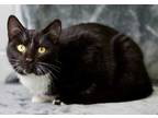 Adopt Jay-Z a All Black Domestic Shorthair / Domestic Shorthair / Mixed cat in