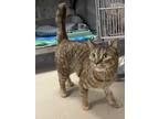 Adopt Claire A Brown Or Chocolate Domestic Shorthair / Domestic Shorthair /