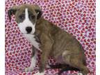Adopt Rylie a Brindle Plott Hound / Labrador Retriever / Mixed dog in Morton